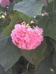 Dombeya × cayeuxii