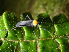 Image of Eugnophomyia curraniana
