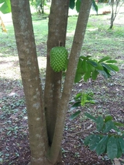 Annona muricata image