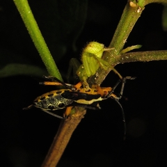 Thomisidae