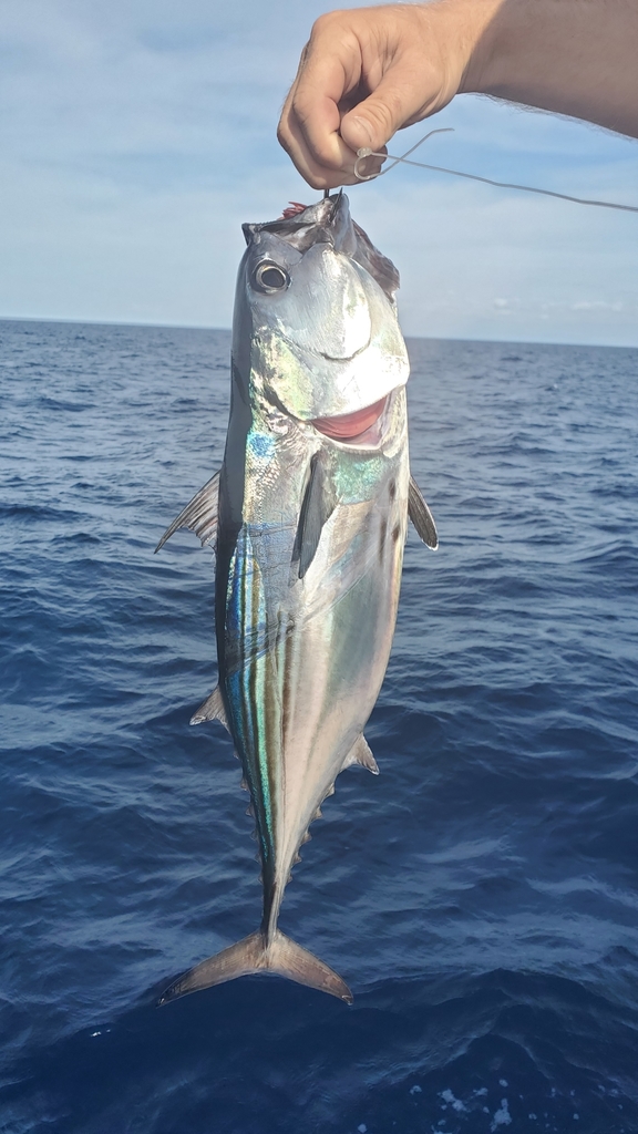 Black Skipjack from Mexico on November 22, 2021 at 03:58 PM by T. Abe ...