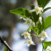 Styrax japonica - Photo (c) bastus917, some rights reserved (CC BY-SA)