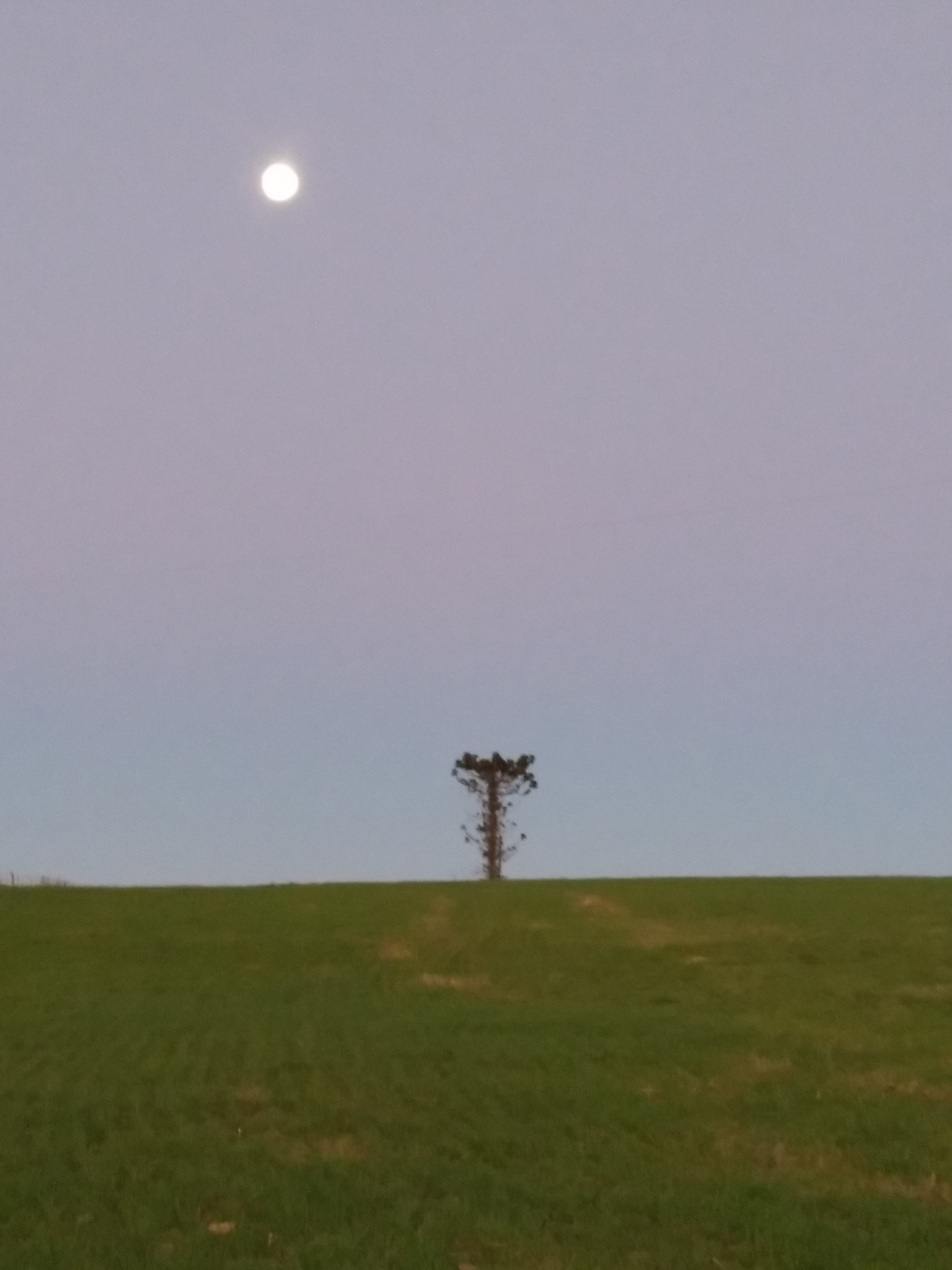 Araucaria angustifolia