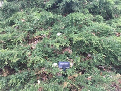 Juniperus × pfitzeriana