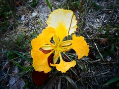 Delonix regia flavida
