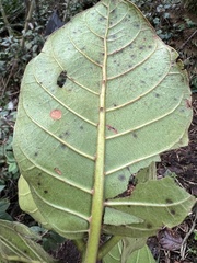 Ladenbergia macrocarpa