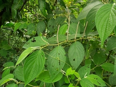 Piper chrysostachyum