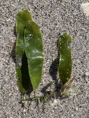 Caulerpa prolifera