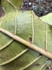 Ladenbergia macrocarpa