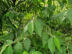 Piper chrysostachyum