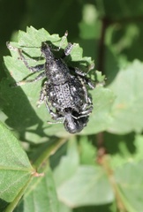 Megalometis spinifer