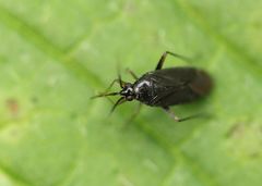 Plagiognathus arbustorum