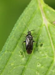 Plagiognathus arbustorum