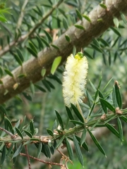 Acacia verticillata