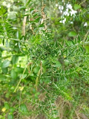 Acacia verticillata