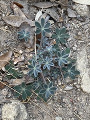 Lupinus huachucanus