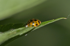 Harmonia axyridis