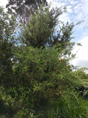 Acacia verticillata