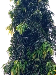 Polyalthia