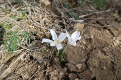 Crocus nevadensis