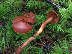 Cortinarius gentilis