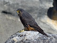 New Zealand Falcon photo 2