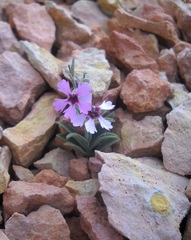 Silene petersonii