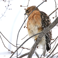 Buteo lineatus lineatus