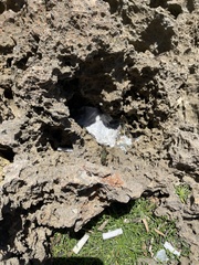 Geograpsus lividus