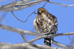 Buteo lineatus lineatus