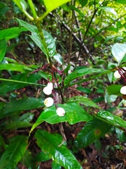 Chiococca nitida