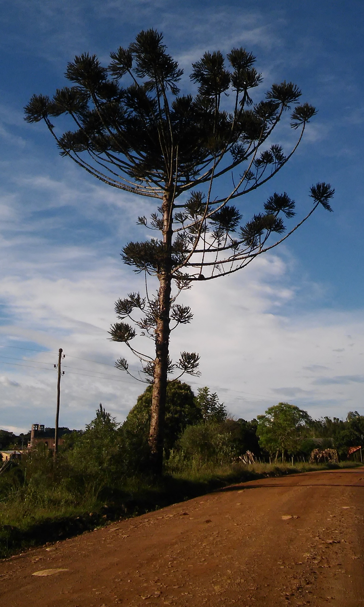 Araucaria angustifolia