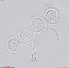 Helicomyces roseus