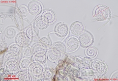 Helicomyces roseus