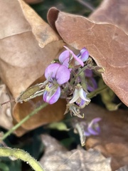 Desmodium