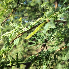 Prosopis caldenia