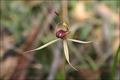 Caladenia peisleyi