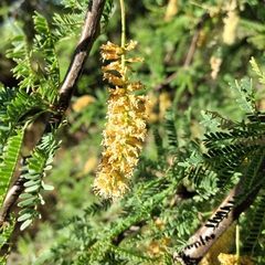Prosopis caldenia