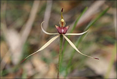 Caladenia peisleyi