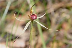 Caladenia peisleyi