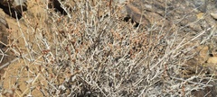Eriogonum wrightii nodosum