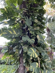 Epipremnum aureum