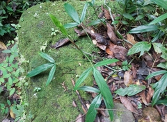 Philodendron tripartitum image