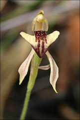 Caladenia tessellata