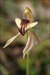 Caladenia tessellata
