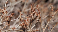 Eriogonum wrightii nodosum
