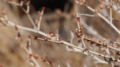 Eriogonum wrightii nodosum
