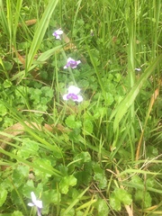 Viola banksii