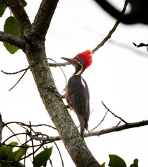 Dryocopus lineatus
