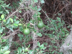 Citrus × latifolia